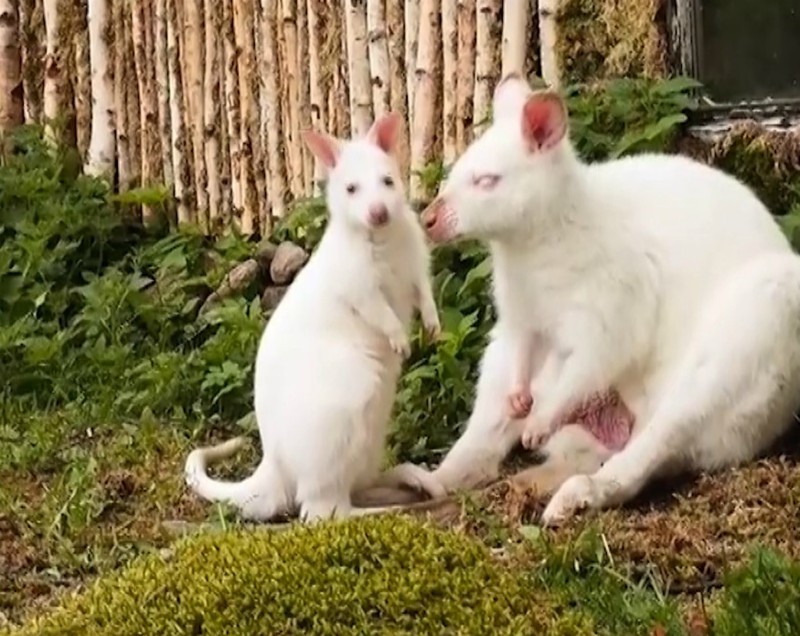 Милейшие валлаби-альбиносы, которые растопят сердце любого