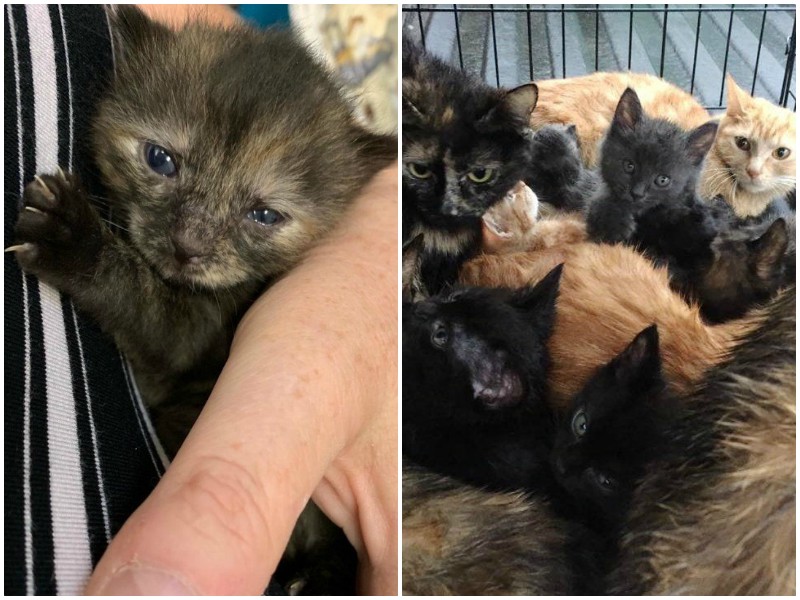 13 брошенных котят и кошек ютились в грязной клетке