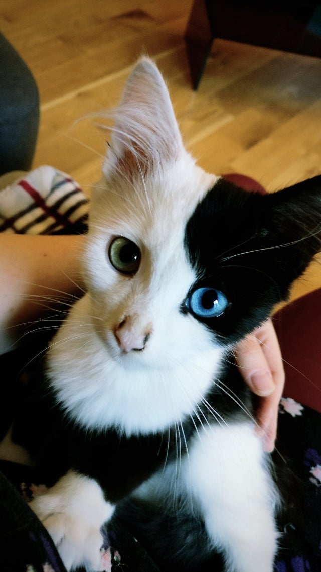 13. Пиксель - чудесный котенок с разными глазами и необычным окрасом