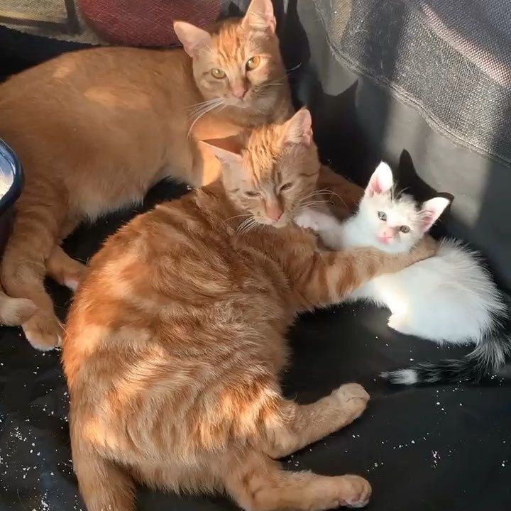 Рыжие братья-коты стали нянечками спасенных комочков