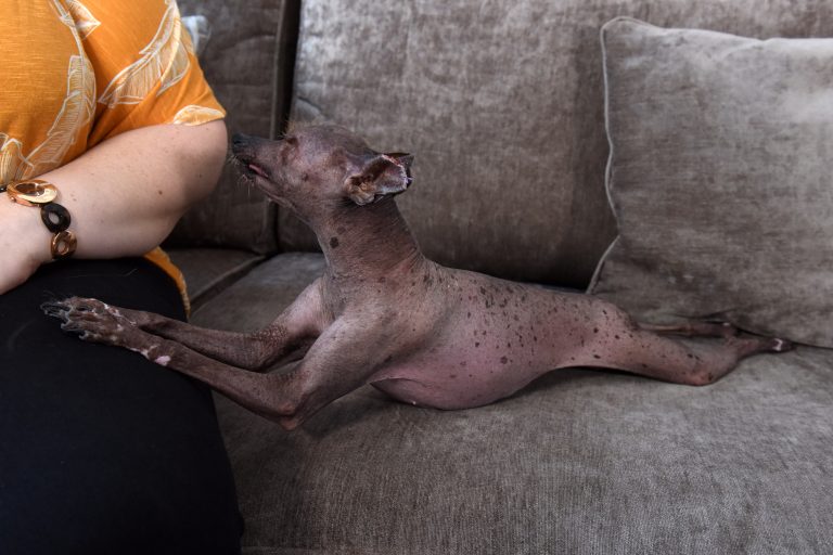 Хрупкая собачка пережила рак и лишилась глаза, но не сдается