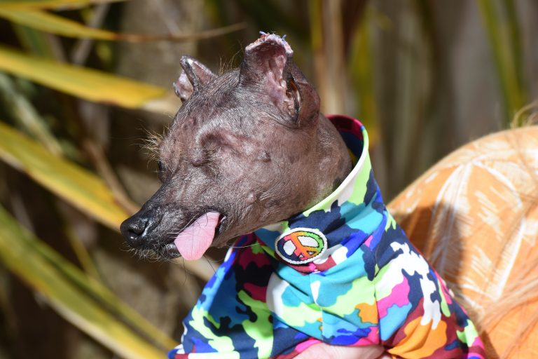 Хрупкая собачка пережила рак и лишилась глаза, но не сдается