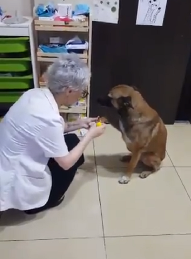 Собака топталась у дверей аптеки, показывая, что ей нужна помощь