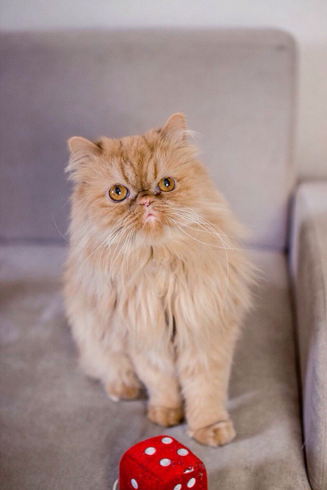Персидский кот метался по подъезду, пытаясь попасть в теплую квартиру