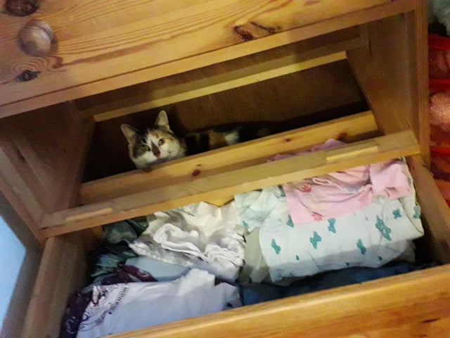 4. "Наша кошка любит странные места. Я чуть не закрыла ящик после уборки белья"