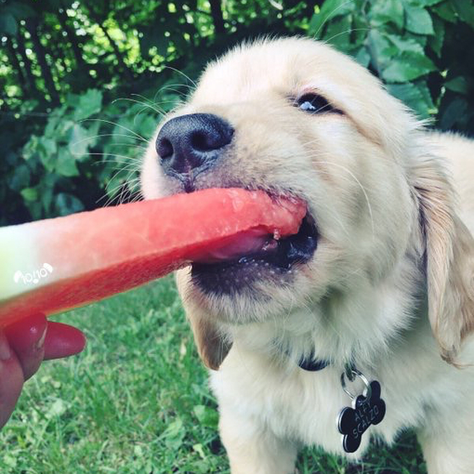 20 очаровательных собак покажут, как правильно проводить летний понедельник