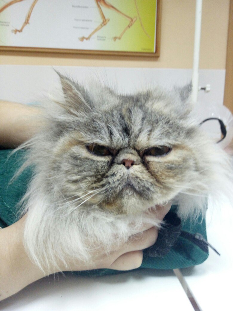 Запущенная персидская кошка ковыляла по улицам, пока ее не нашли волонтеры
