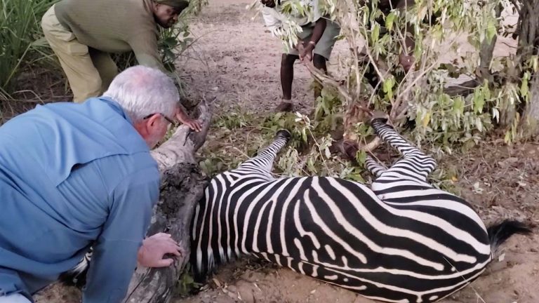 Изможденная зебра лежала в ловушке, с надеждой смотря на туристов