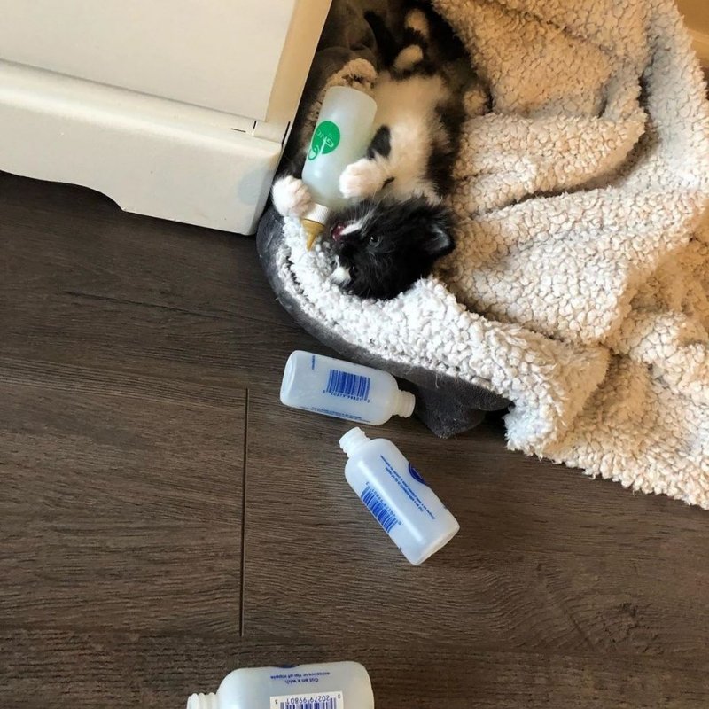 Обезвоженный котенок ползал в душной теплице, пытаясь спастись