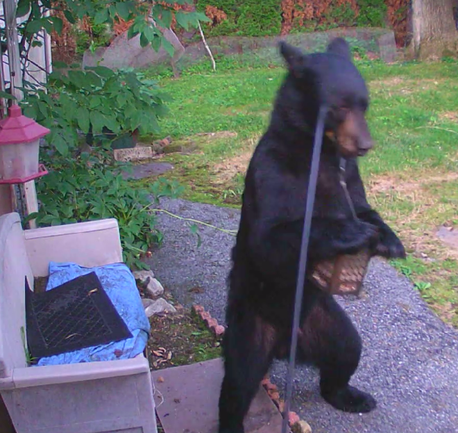 Собака бесстрашно кинулась на медведя, заявившегося к соседям