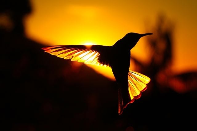 Завораживающие кадры с колибри, случайно запечатленные фотографом