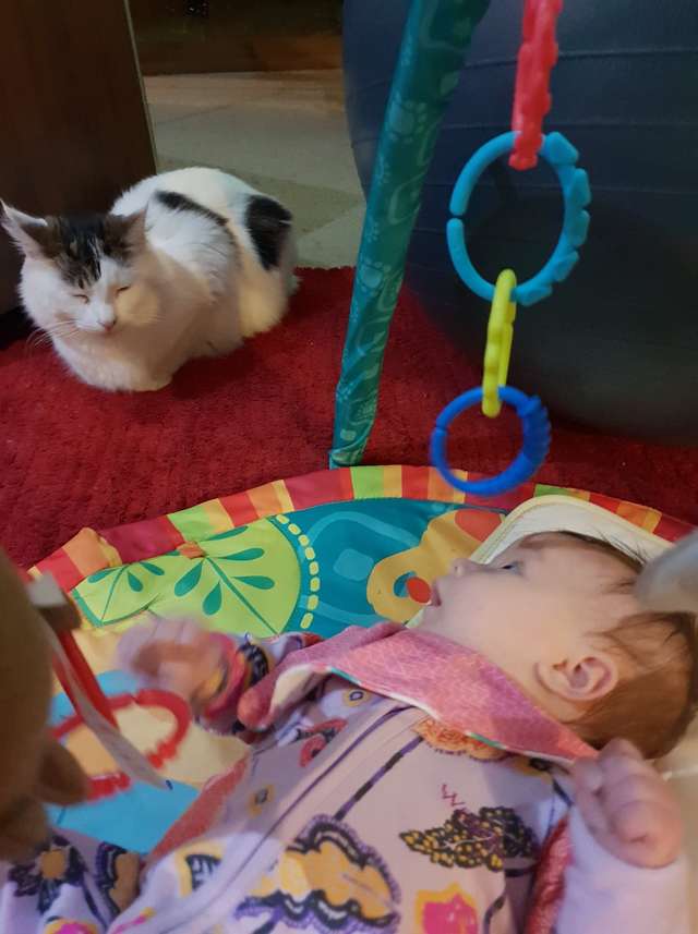 Кошка была уверена, что новую детскую игрушку купили специально для нее