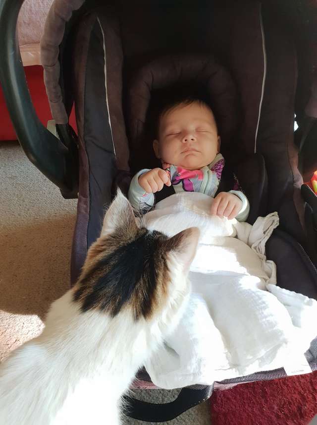 Кошка была уверена, что новую детскую игрушку купили специально для нее