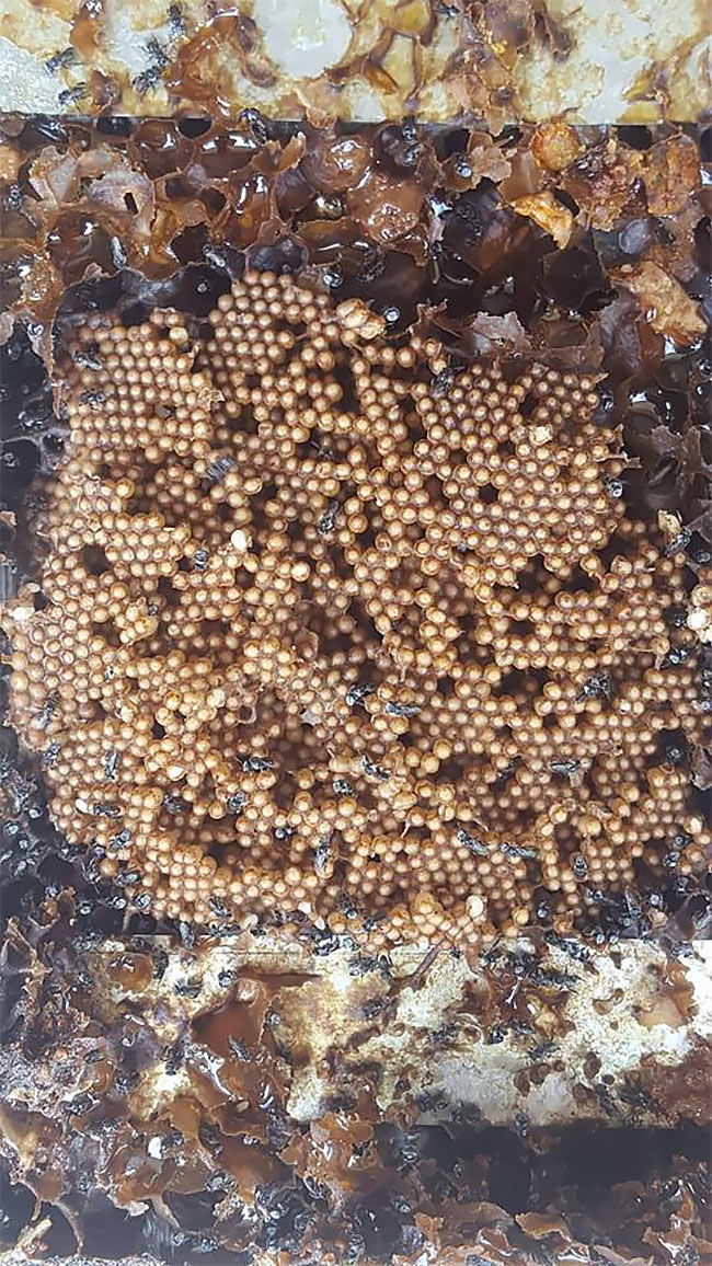 Пчелы без жала строят уникальные спиральные ульи