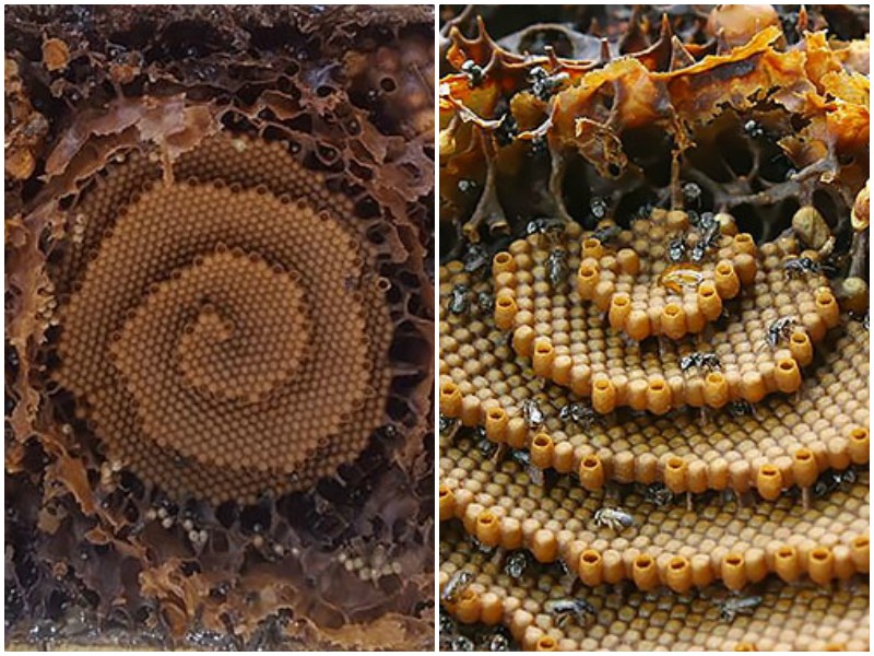 Пчелы без жала строят уникальные спиральные ульи