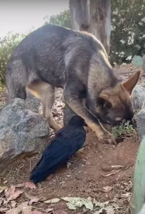 Неожиданная дружба: ворона и собака неразлучны 