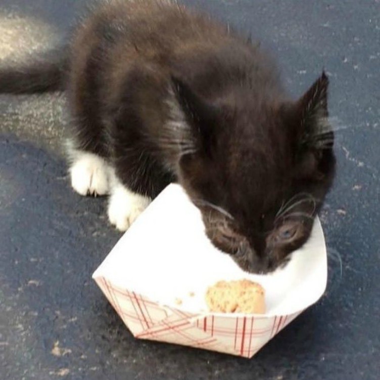 Тощий голодный котенок прятался от людей под машиной