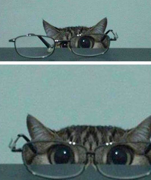 1. Кот и очки