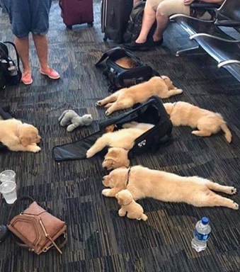 3. Кто-то рассыпал щенков в аэропорту
