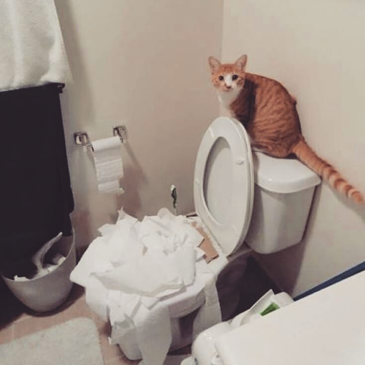 4. Туалетная бумага очень нравится котам