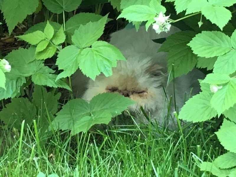 Беременная кошка пряталась в кустах, и боялась подойти к людям за помощью