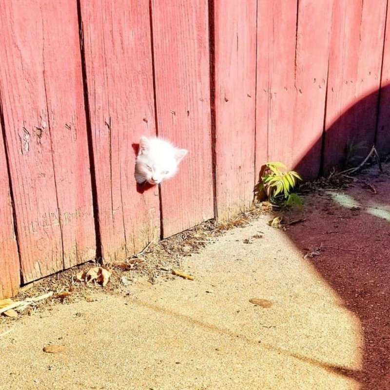 Из дырки в заборе выглядывал крохотный котенок со слипшимися глазами