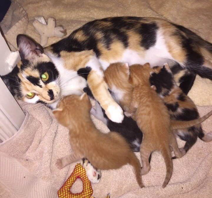 Молодая мать-кошка прятала новорожденных котят под грязным брезентом