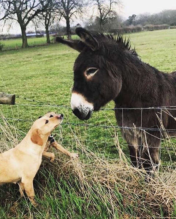 20 умилительных снимков животных, которые знают цену настоящей дружбы