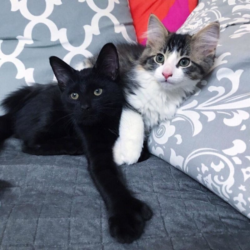 Два осиротевших котенка с одинаковой судьбой нашли друг друга в приюте