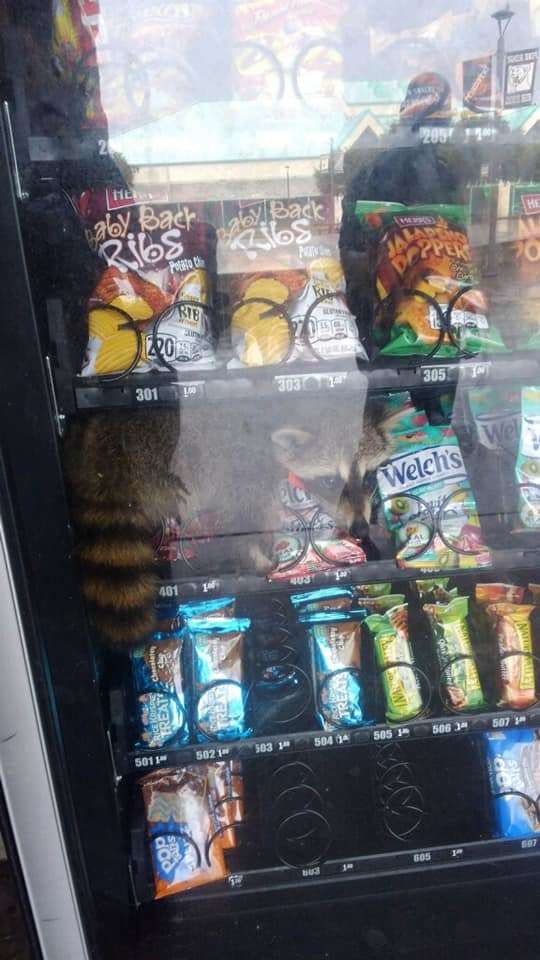 Голодный енот забрался в торговый автомат в поисках еды и застрял