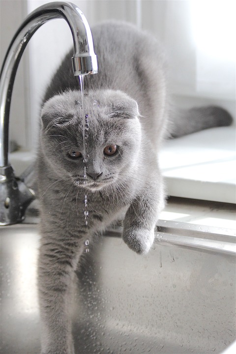 5 любопытных причин, по которым кошки опасаются воды