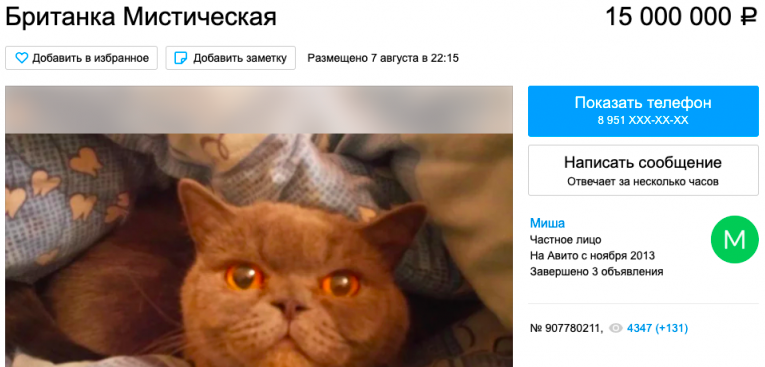 Мужчина продает кошку, избавляющую от похмелья, за 15 млн рублей