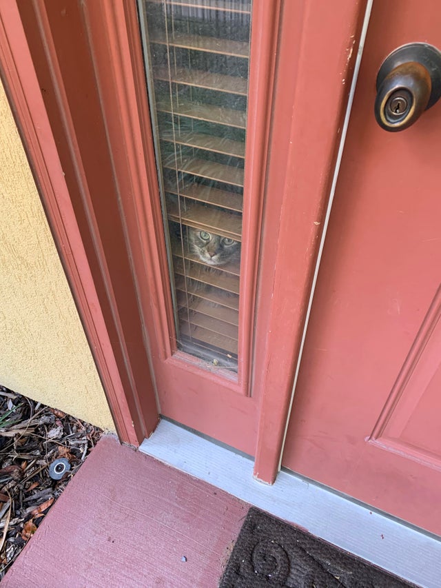 13. Этот кот каждый раз проверяет, кто звонит в дверь