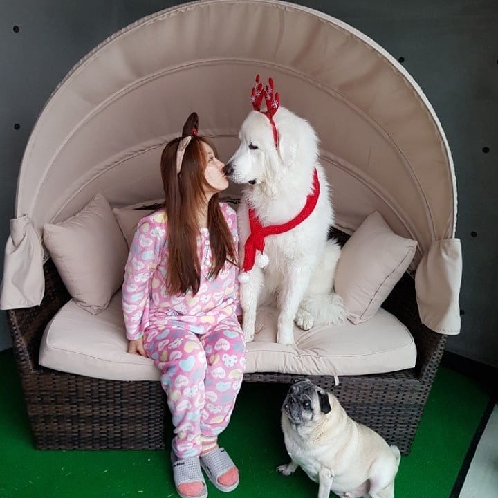 Пользователей сети умиляет дружба пса-гиганта и хрупкой девушки