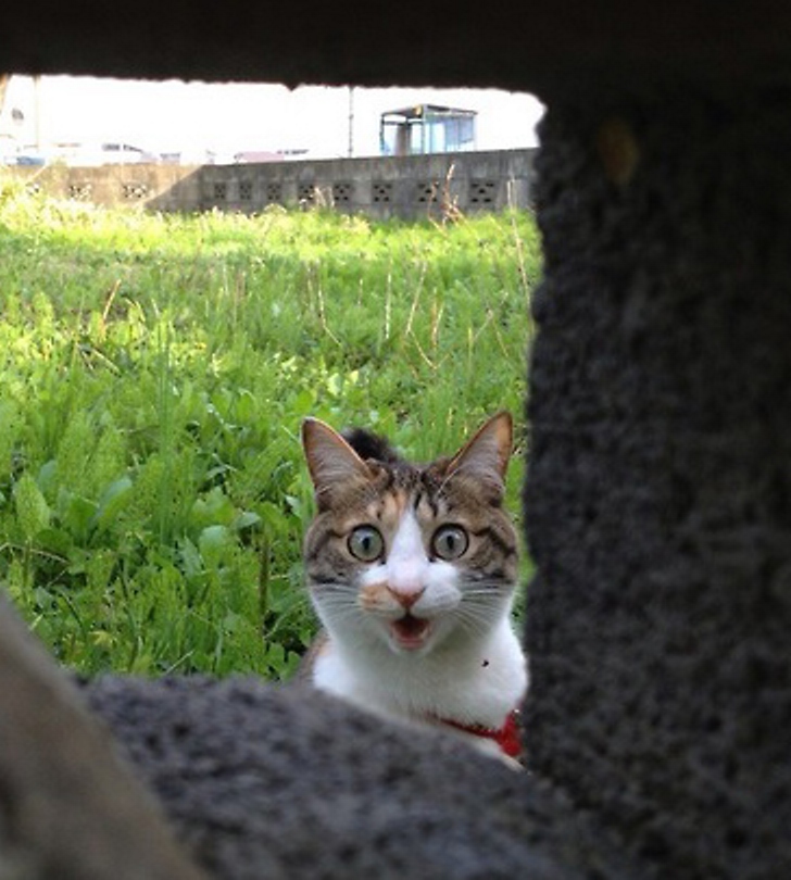 20 эмоциональных фото котов, которые смешно реагируют на происходящее вокруг