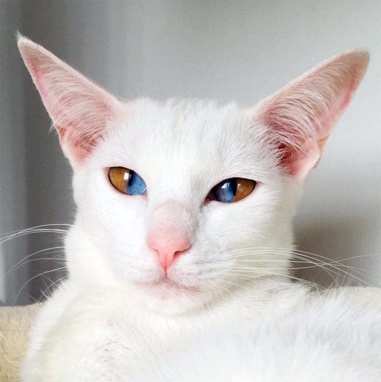 Олив - кошка с потрясающими разными глазами