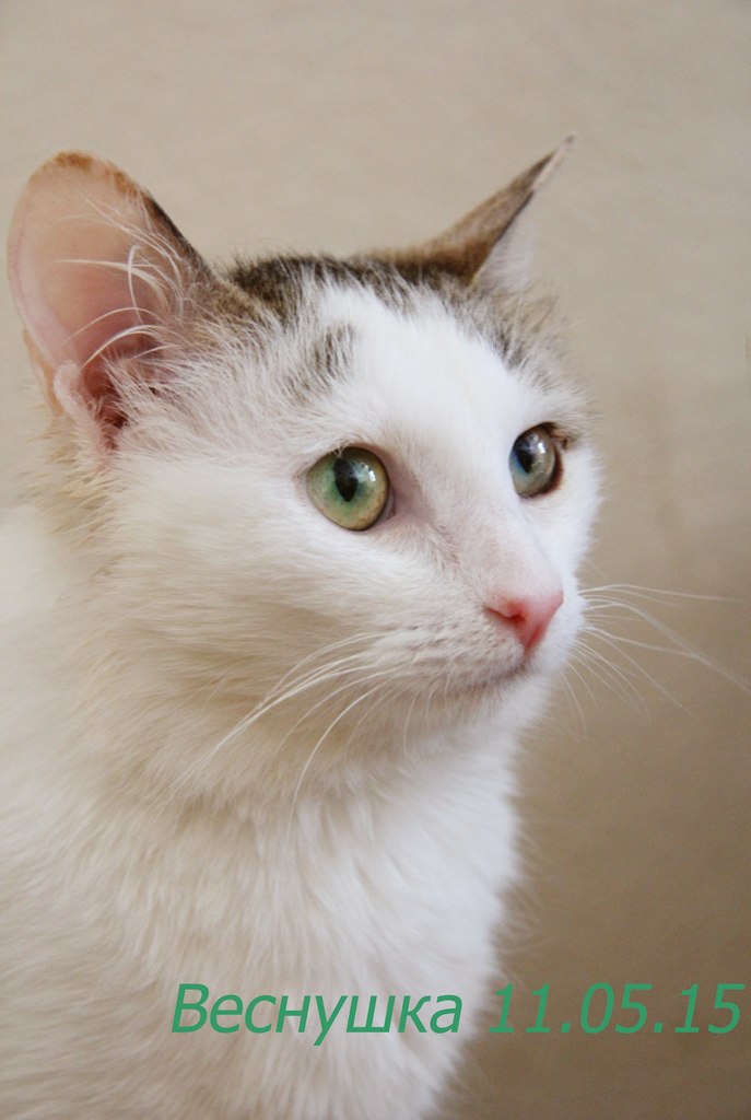 Чихающая и грязная кошка преобразилась до неузнаваемости в руках волонтеров