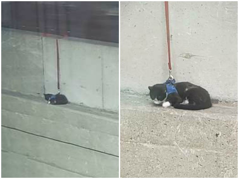 Люди увидели из окна беспомощного кота, лежащего на краю моста