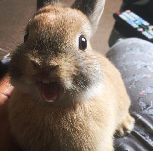 20 веселящих фото милых кроликов, которые заставят улыбнуться в конце этой рабочей недели