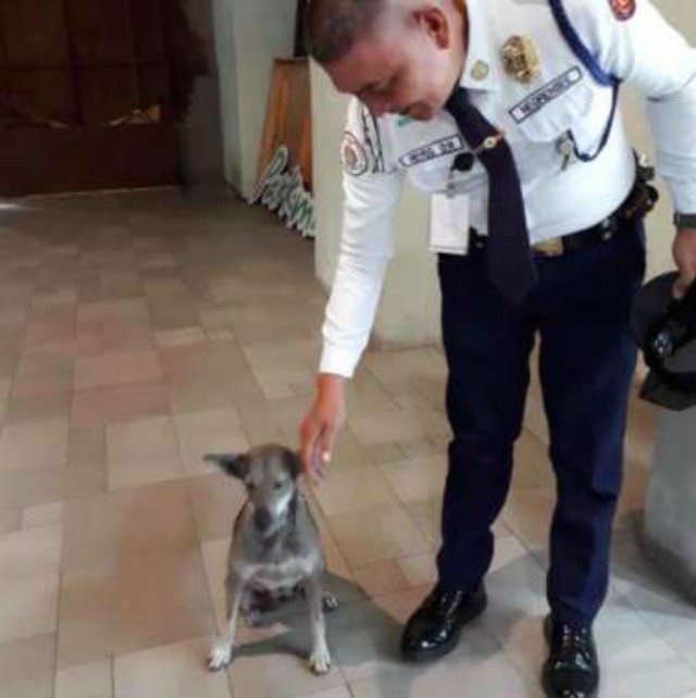 Охранник помог бездомной собаке, и та не переставала к нему возвращаться