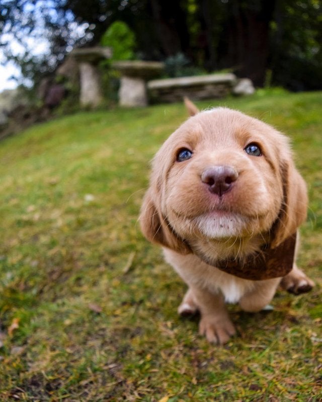 20 счастливых щенков, которые обязательно заразят своими искренними улыбками