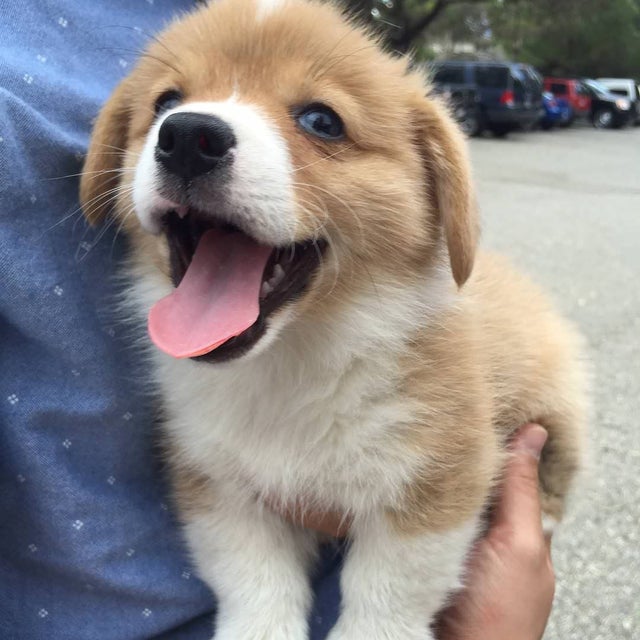 20 счастливых щенков, которые обязательно заразят своими искренними улыбками