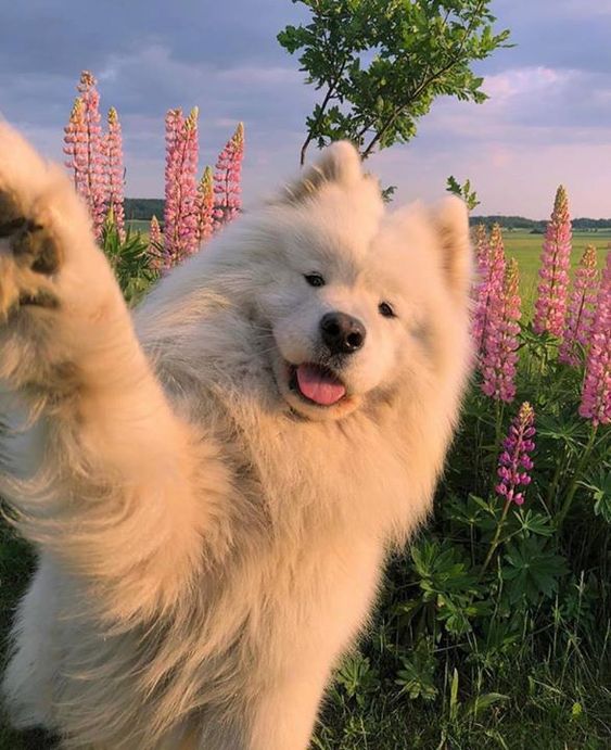 20 смешных и впечатляющих фото самоедов, после которых вы точно захотите себе такую собаку