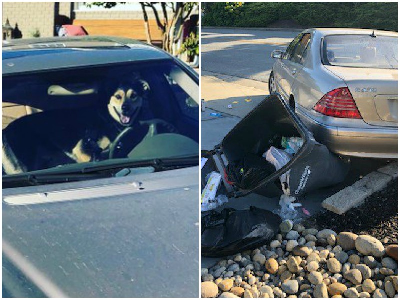Хозяева на минуту оставили пса в машине, а тот успел устроить аварию