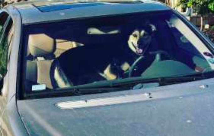 Пес улыбался сидя за рулем, пока авто фотографировали владельцы дома