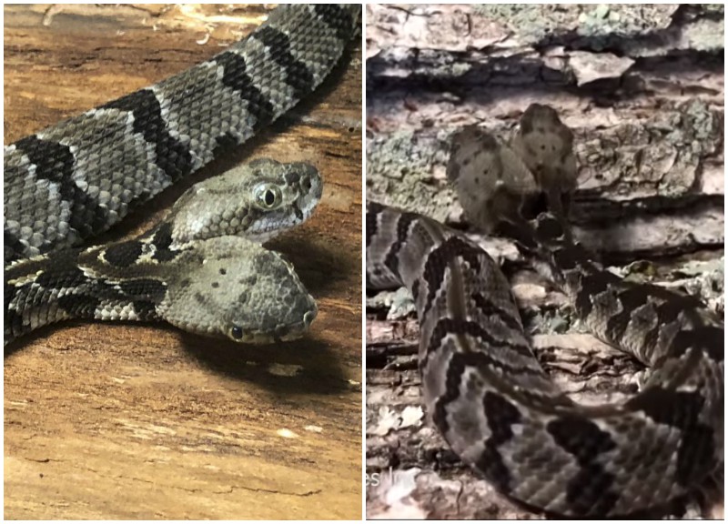 Ученые обнаружили в лесах редкую двухголовую змею 