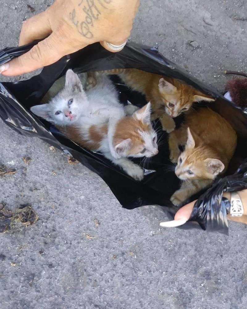 Брошенные в пакете котята воссоединились с мамой-кошкой в приюте