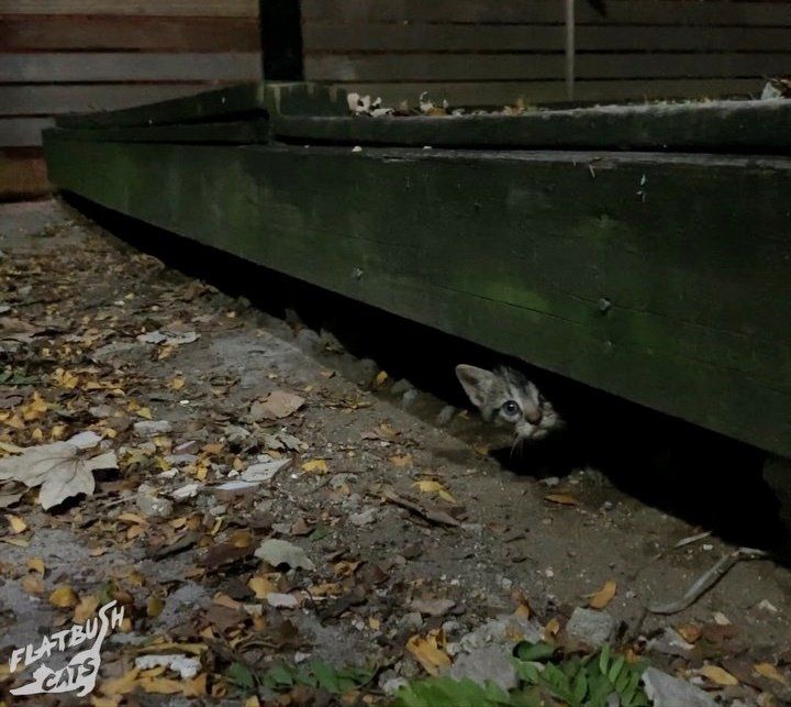 Кроха-котенок скромно выглянул из-под террасы, а за ним - вся его семья