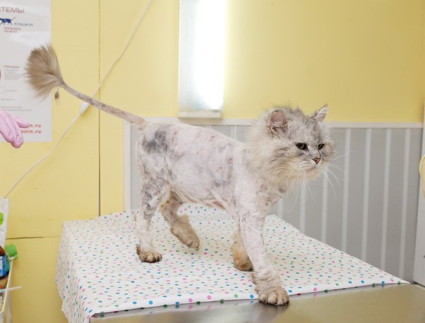Побитый кот со свалявшейся шерстью ковылял по улицам