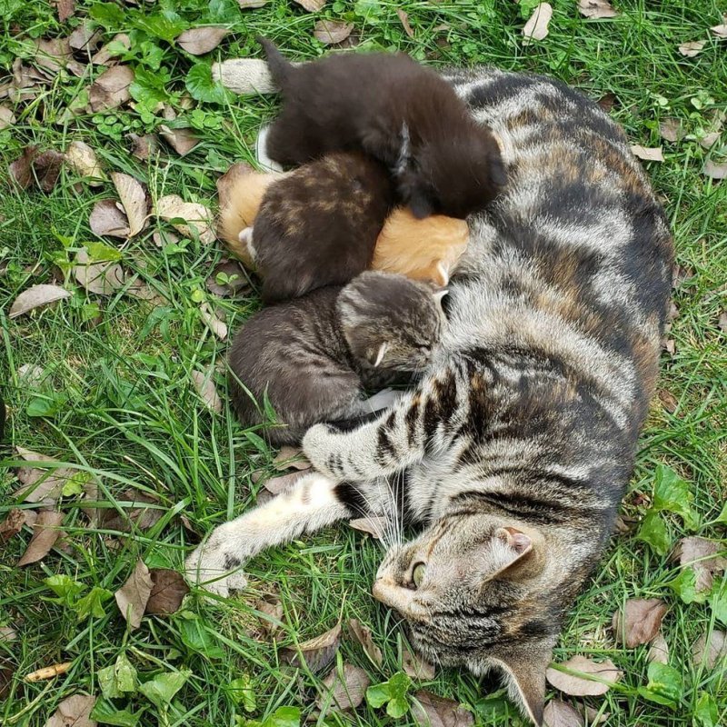 Женщина помогла бездомной кошке, а та решила показать ей свое семейство